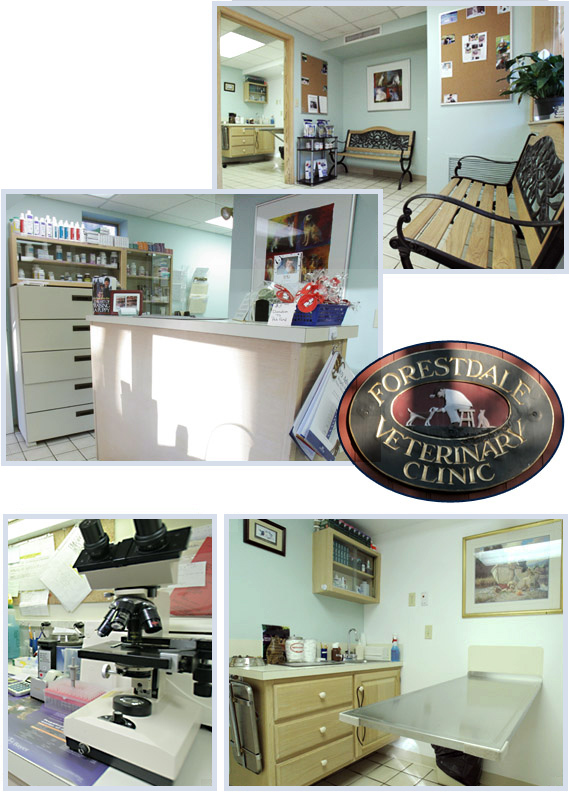 Forestdale Veterinary Clinic, located at the Animal Inn Boarding Facility,  serving pets in Forestdale, Sandwich, Marston Mills, Mashpee and the Camp  Edwards area is owned by Veterinary Associates of Cape Cod.